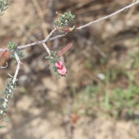 <i>Indigofera aspalathoides</i>  Vahl ex DC.